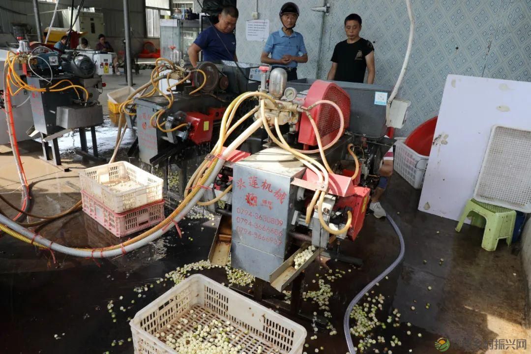 【沅澧新农人】林明学:我与嘉莲两相惜,共养荷鳖换千金(图8) 【沅澧新农人】林明学:我与嘉莲两相惜,共养荷鳖换千金(图8)