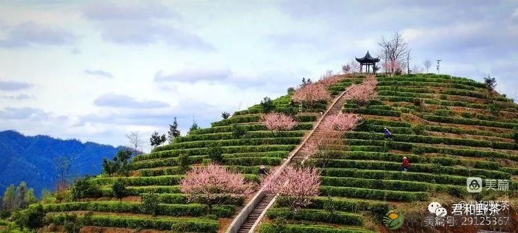 来君和, 不止有茶,还有蔡家塘的假日时光(图5) 来君和, 不止有茶,还有蔡家塘的假日时光(图5)