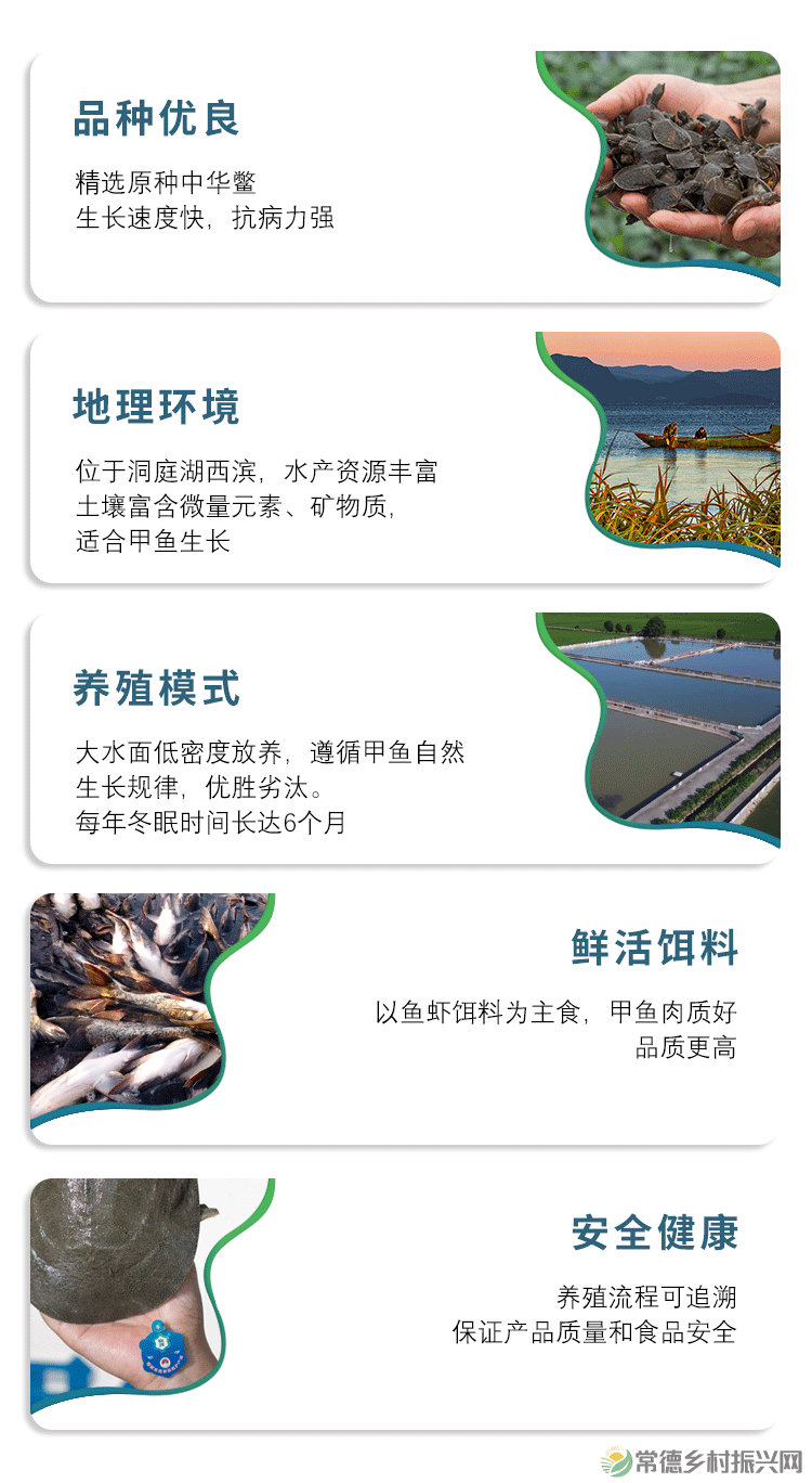 常德常精彩 甲鱼甲天下——汉寿仙湖甲鱼(图2)