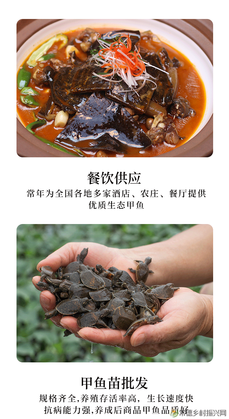 常德常精彩 甲鱼甲天下——汉寿仙湖甲鱼(图3)