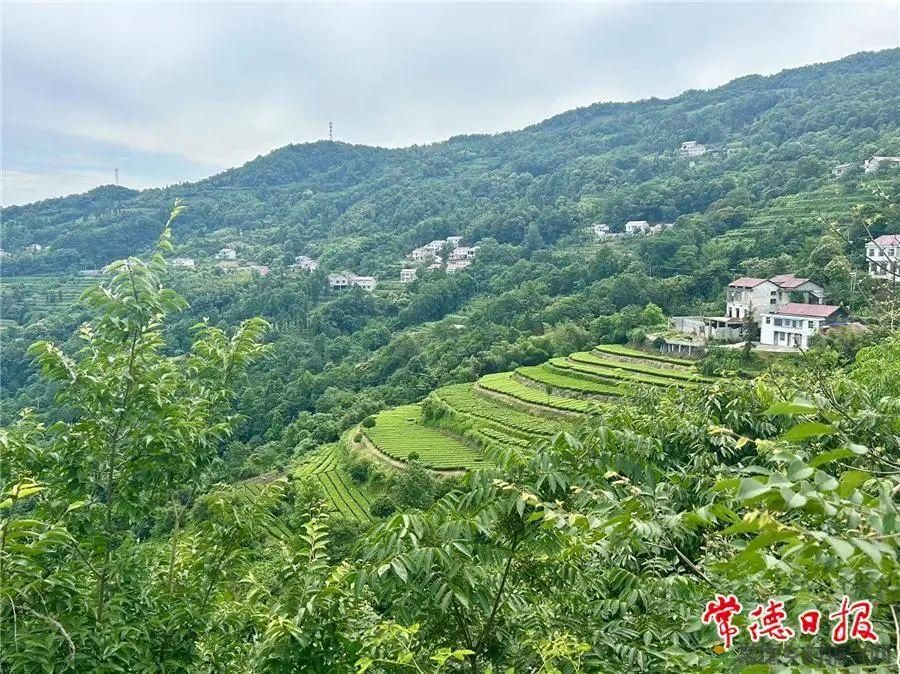 常德4个茶叶产品获评“五星名茶”(图1)