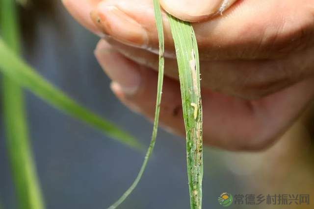 常德新增一所学校——他的名字叫常德鼎城乡村振兴学校、为湖南省第一所区(县)级乡村振兴学校(图15) 常德新增一所学校——他的名字叫常德鼎城乡村振兴学校、为湖南省第一所区(县)级乡村振兴学校(图15)
