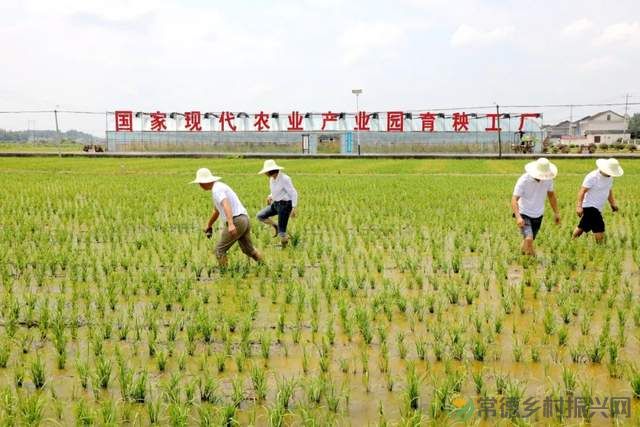 常德新增一所学校——他的名字叫常德鼎城乡村振兴学校、为湖南省第一所区(县)级乡村振兴学校(图16) 常德新增一所学校——他的名字叫常德鼎城乡村振兴学校、为湖南省第一所区(县)级乡村振兴学校(图16)