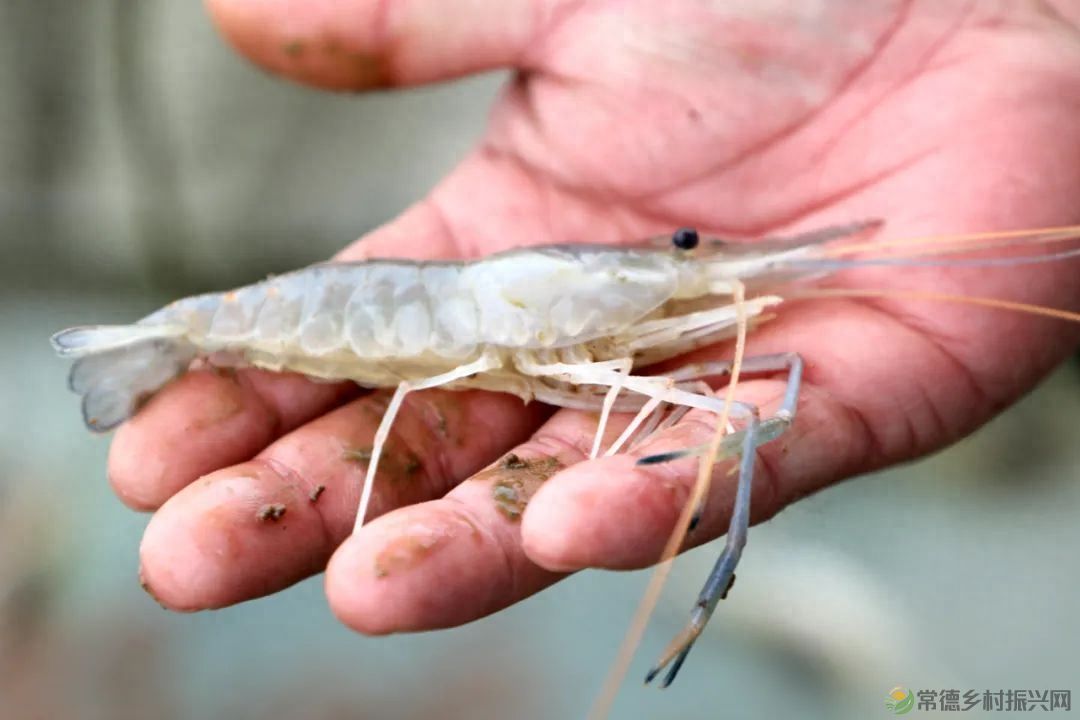 【沅澧新农人】姚飞鸿 鳄鱼岛主的别样人生(图6)