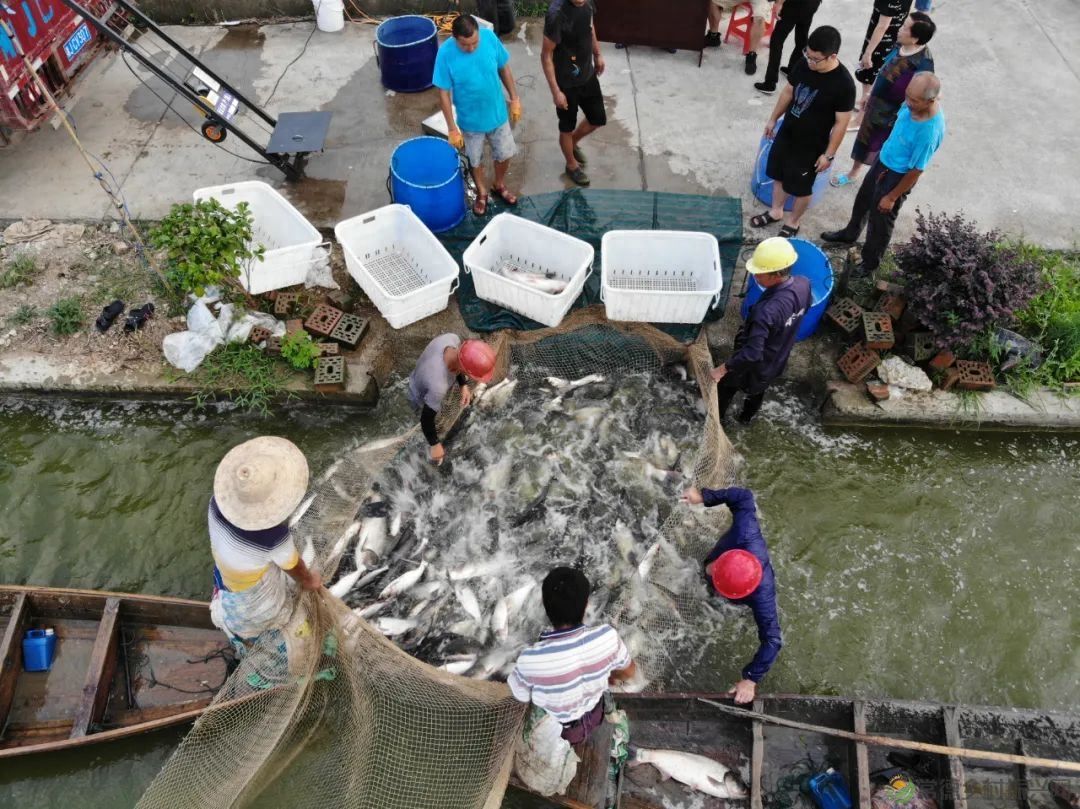 【沅澧新农人】姚飞鸿 鳄鱼岛主的别样人生(图8)