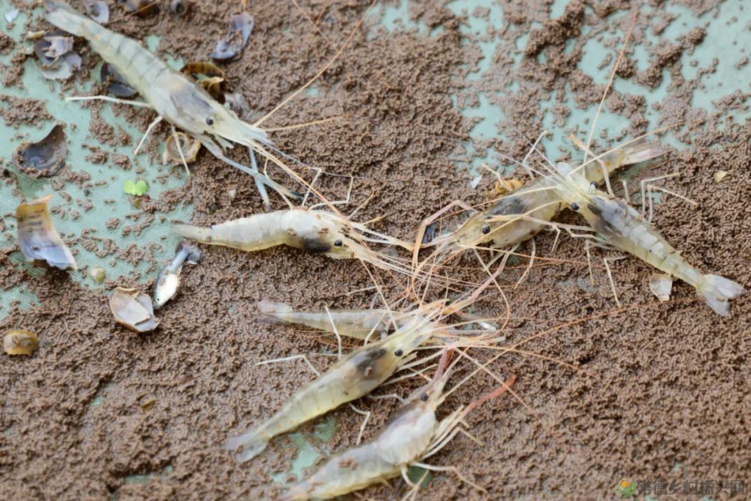 【沅澧新农人】姚飞鸿 鳄鱼岛主的别样人生(图7)