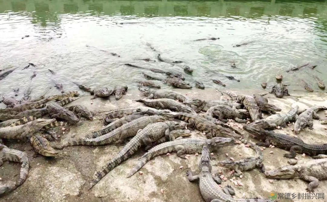 【沅澧新农人】姚飞鸿 鳄鱼岛主的别样人生(图10)