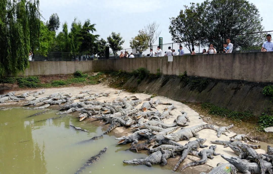 【沅澧新农人】姚飞鸿 鳄鱼岛主的别样人生(图9)