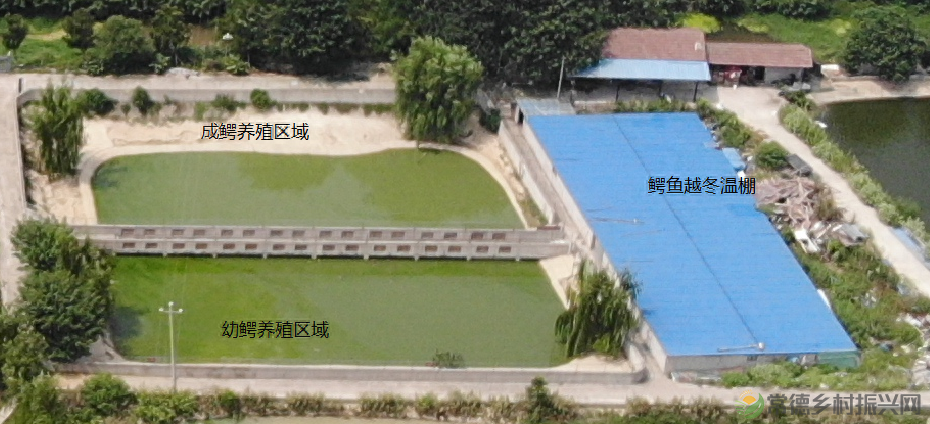 【沅澧新农人】姚飞鸿 鳄鱼岛主的别样人生(图13)