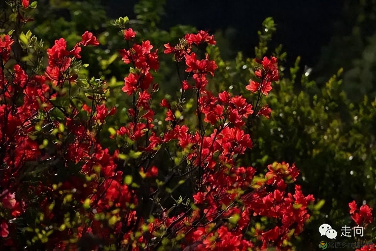 【走进临澧】美女摄影师眼中的太浮山(图9) 【走进临澧】美女摄影师眼中的太浮山(图9)