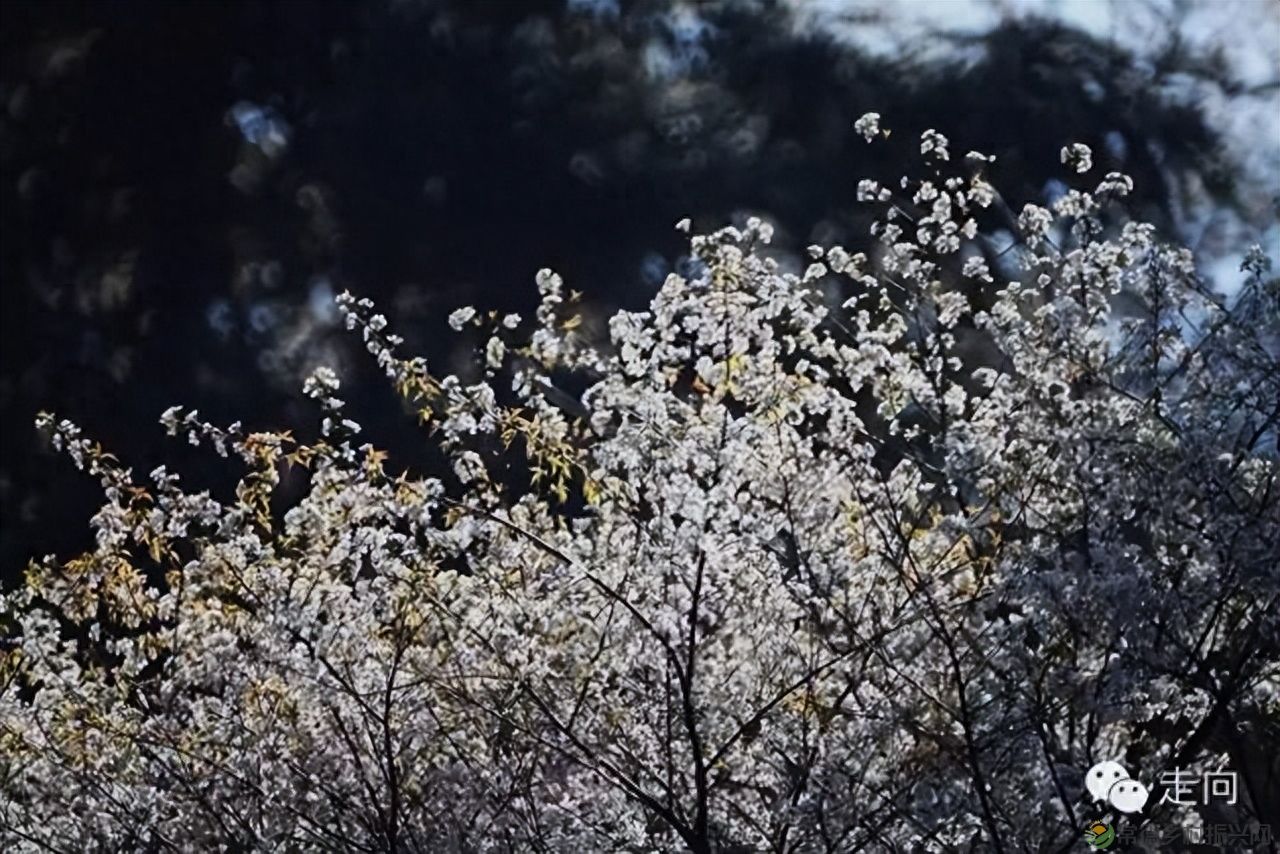 【走进临澧】美女摄影师眼中的太浮山(图10) 【走进临澧】美女摄影师眼中的太浮山(图10)