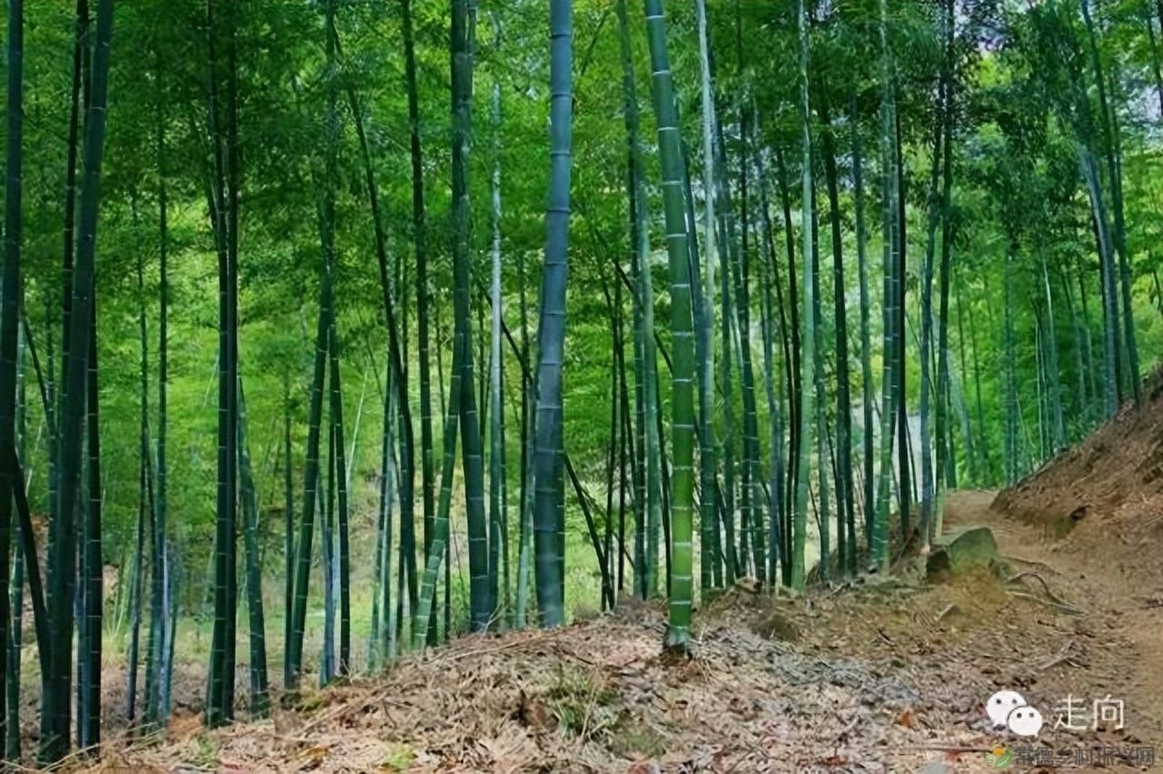 【走进临澧】美女摄影师眼中的太浮山(图14) 【走进临澧】美女摄影师眼中的太浮山(图14)