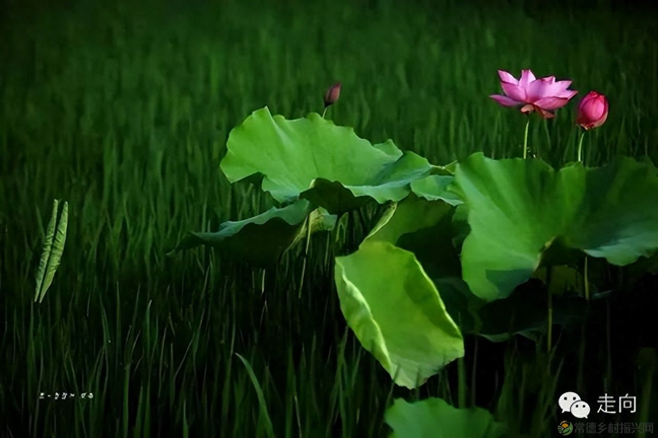 【走进临澧】美女摄影师眼中的太浮山(图15) 【走进临澧】美女摄影师眼中的太浮山(图15)