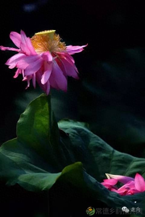 【走进临澧】美女摄影师眼中的太浮山(图16) 【走进临澧】美女摄影师眼中的太浮山(图16)