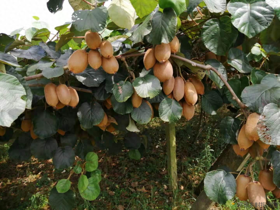 【走进临澧】建议收藏!太浮山周边的美食攻略值友都帮你预备好了(图14) 【走进临澧】建议收藏!太浮山周边的美食攻略值友都帮你预备好了(图14)