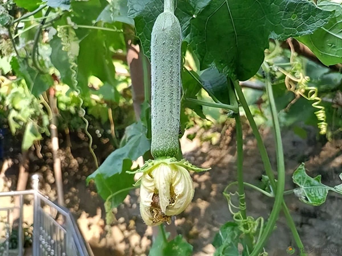 【走进临澧】建议收藏!太浮山周边的美食攻略值友都帮你预备好了(图36) 【走进临澧】建议收藏!太浮山周边的美食攻略值友都帮你预备好了(图36)