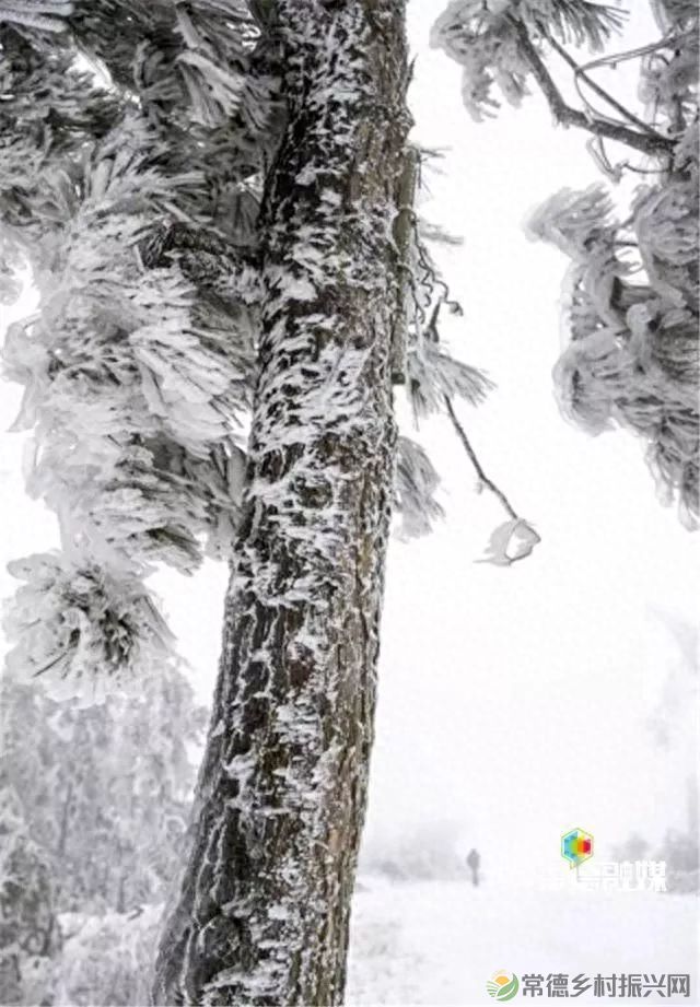 【走进临澧】他用镜头记录了太浮山的春夏秋冬...(图14)