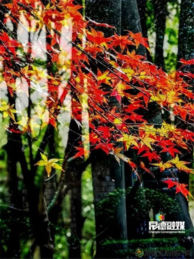 【走进临澧】他用镜头记录了太浮山的春夏秋冬...(图13)