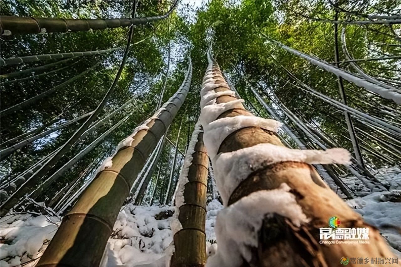 【走进临澧】他用镜头记录了太浮山的春夏秋冬...(图16)