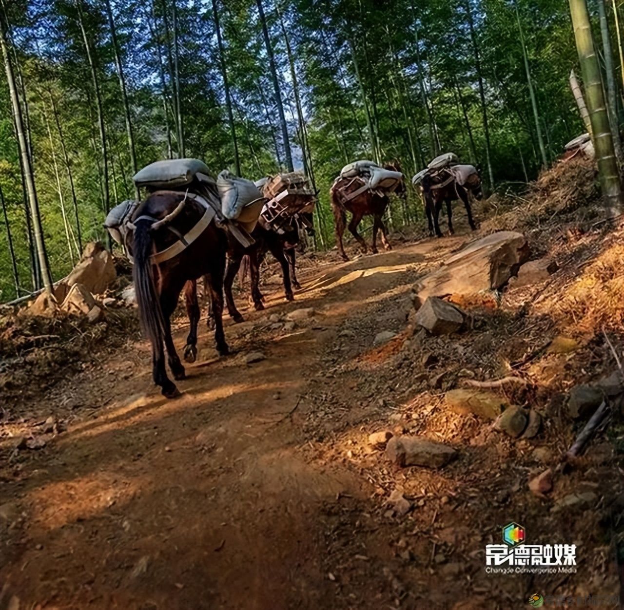 【走进临澧】他用镜头记录了太浮山的春夏秋冬...(图19)
