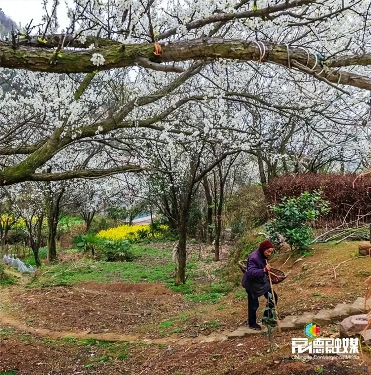 【走进临澧】他用镜头记录了太浮山的春夏秋冬...(图21)