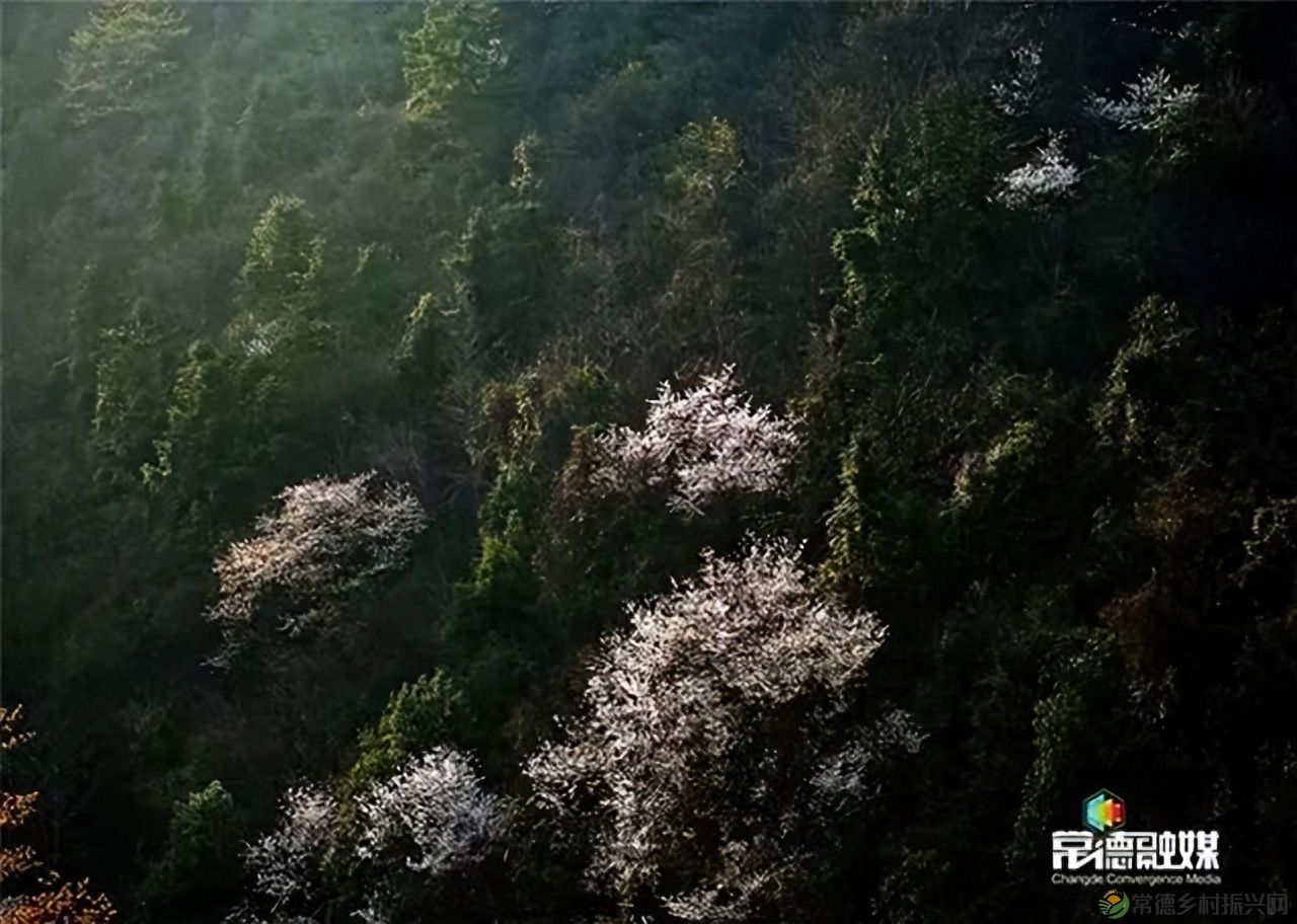 【走进临澧】他用镜头记录了太浮山的春夏秋冬...(图26)