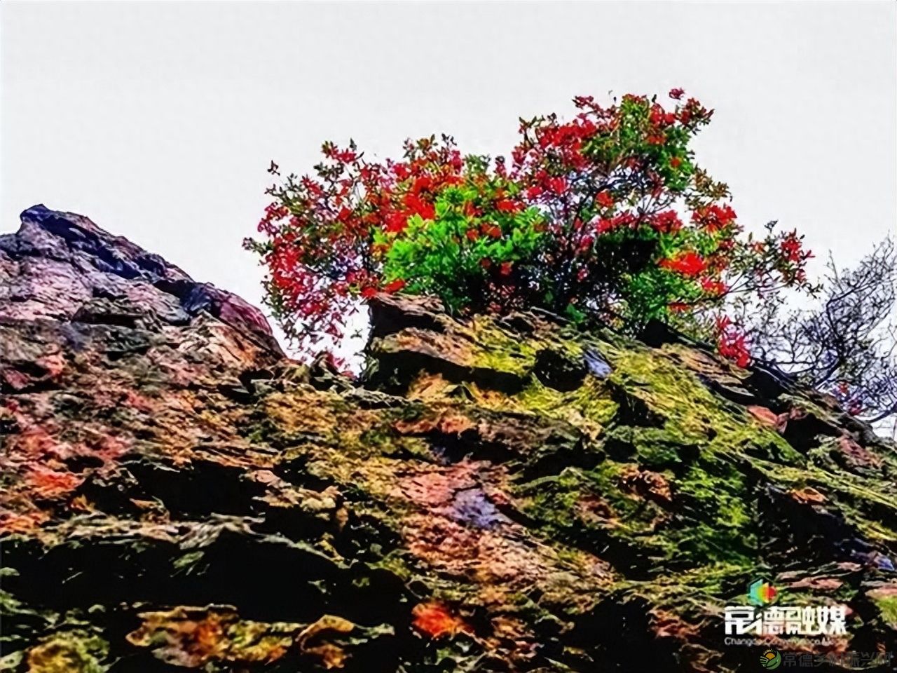 【走进临澧】他用镜头记录了太浮山的春夏秋冬...(图30)