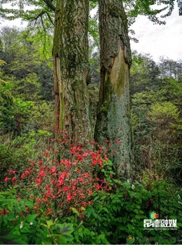 【走进临澧】他用镜头记录了太浮山的春夏秋冬...(图29)