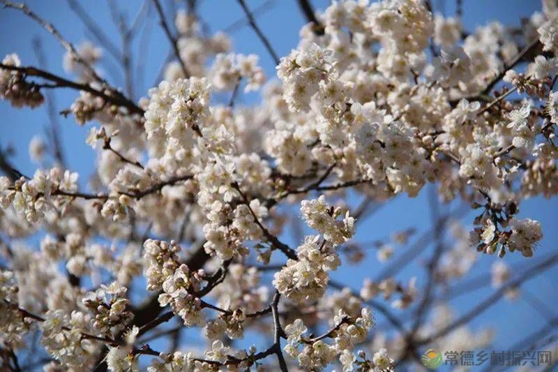 【走进临澧】很多人都说这里很美,不信你亲自走一趟......(图2) 【走进临澧】很多人都说这里很美,不信你亲自走一趟......(图2)