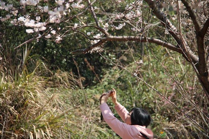 【走进临澧】很多人都说这里很美,不信你亲自走一趟......(图4) 【走进临澧】很多人都说这里很美,不信你亲自走一趟......(图4)