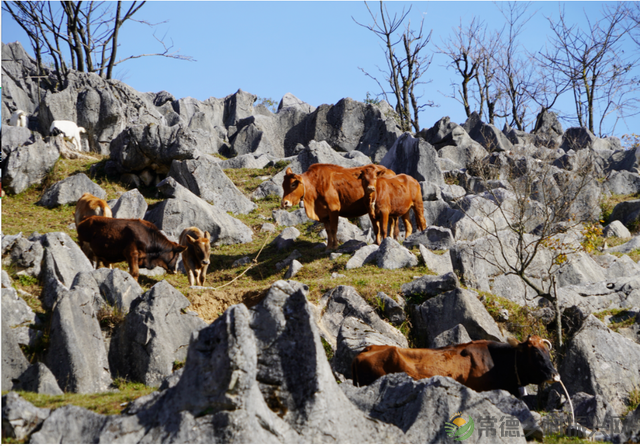 当高山恋上草场,当民谣唱响太平,请聆听大自然与音符的激情碰撞(图4) 当高山恋上草场,当民谣唱响太平,请聆听大自然与音符的激情碰撞(图4)
