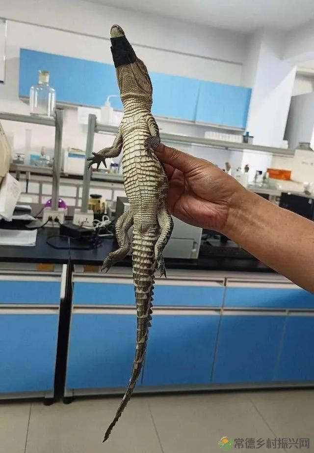 常德沅江里的鳄鱼抓到了！相关部门：外来物种请不要随意放生(图3)