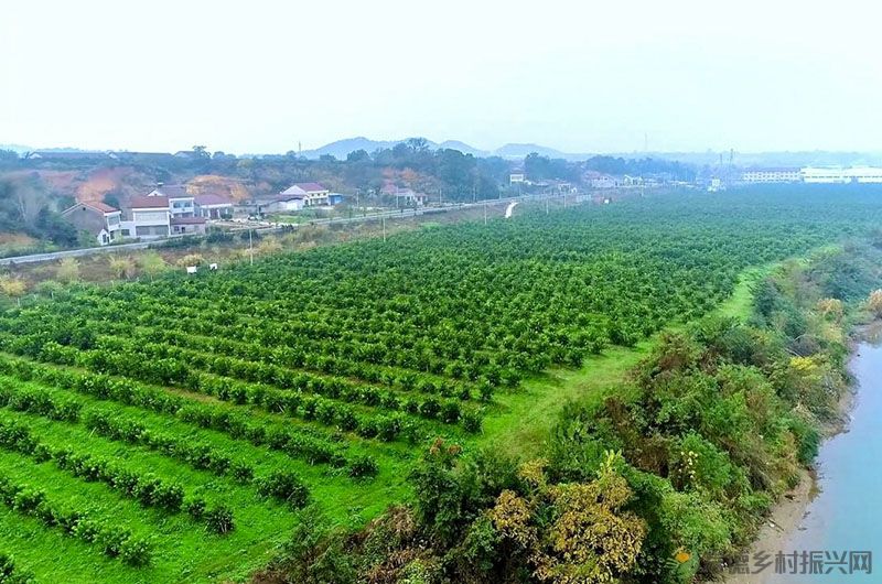 湖南临澧:“金果”迎丰收 “柚惑”挡不住(图1) 一片郁郁葱葱。单位供图