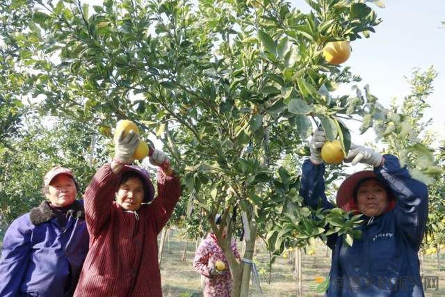 “柚”惑十足,澧县黄金西柚俏枝头(图2) “柚”惑十足,澧县黄金西柚俏枝头(图2)