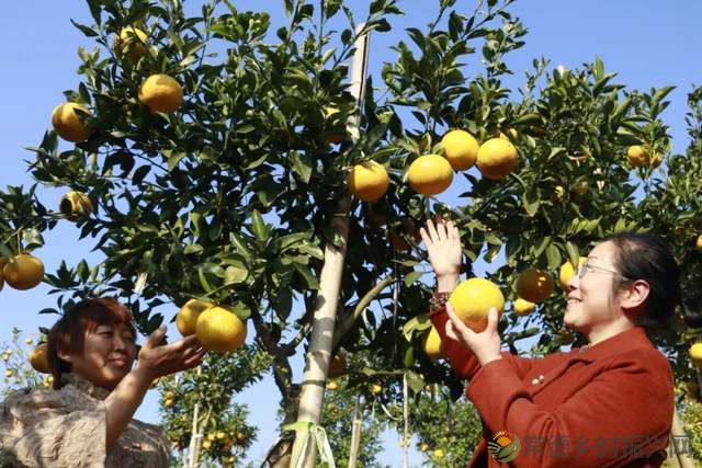 “柚”惑十足,澧县黄金西柚俏枝头(图4) “柚”惑十足,澧县黄金西柚俏枝头(图4)