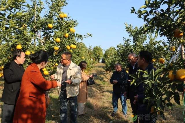 “柚”惑十足,澧县黄金西柚俏枝头(图5) “柚”惑十足,澧县黄金西柚俏枝头(图5)