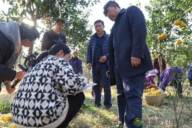 “柚”惑十足,澧县黄金西柚俏枝头(图6) “柚”惑十足,澧县黄金西柚俏枝头(图6)