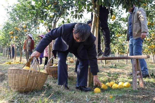 “柚”惑十足,澧县黄金西柚俏枝头(图7) “柚”惑十足,澧县黄金西柚俏枝头(图7)