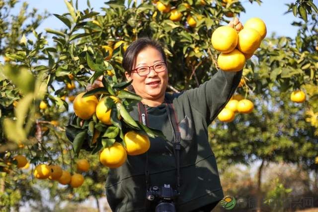 “柚”惑十足,澧县黄金西柚俏枝头(图11) “柚”惑十足,澧县黄金西柚俏枝头(图11)