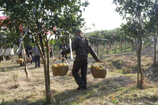 “柚”惑十足,澧县黄金西柚俏枝头(图12) “柚”惑十足,澧县黄金西柚俏枝头(图12)