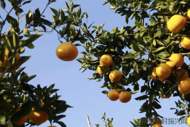 “柚”惑十足,澧县黄金西柚俏枝头(图19) “柚”惑十足,澧县黄金西柚俏枝头(图19)