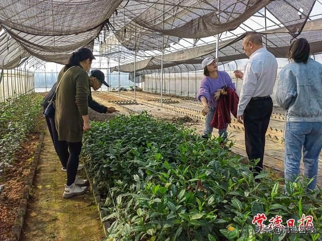 常德市农科院茶树种质资源圃吸引石门学员参观学习(图2) 常德市农科院茶树种质资源圃吸引石门学员参观学习(图2)