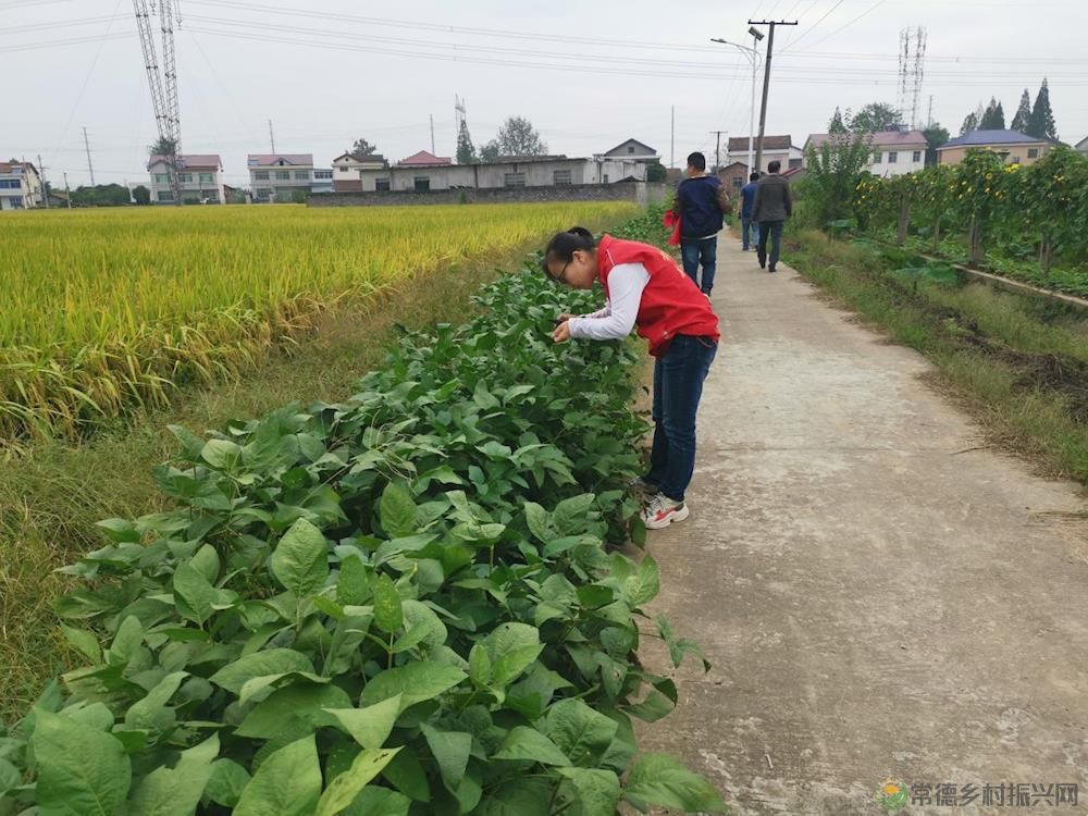 常德市农林科学研究院开展防治病虫保粮丰收志愿服务活动(图2) 79637e3b6ec141edb728ffc327ad2d44.Jpeg