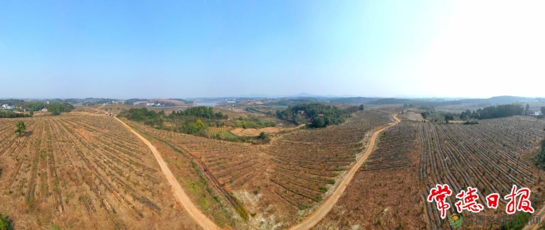 【乡村振兴沅澧行】桂花村的幸福生活 ——临澧县望城街道桂花村乡村振兴见闻(图4)