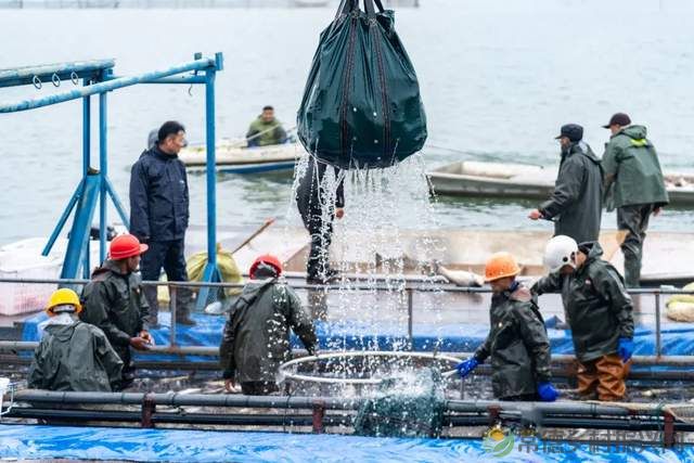 【红火大年 玩转常德】柳叶湖“年鱼集”火热开捕(图5) 【红火大年 玩转常德】柳叶湖“年鱼集”火热开捕(图5)