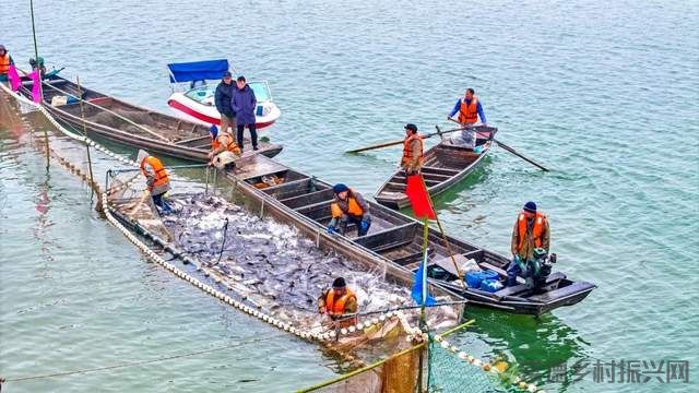 【红火大年 玩转常德】柳叶湖“年鱼集”火热开捕(图4) 【红火大年 玩转常德】柳叶湖“年鱼集”火热开捕(图4)
