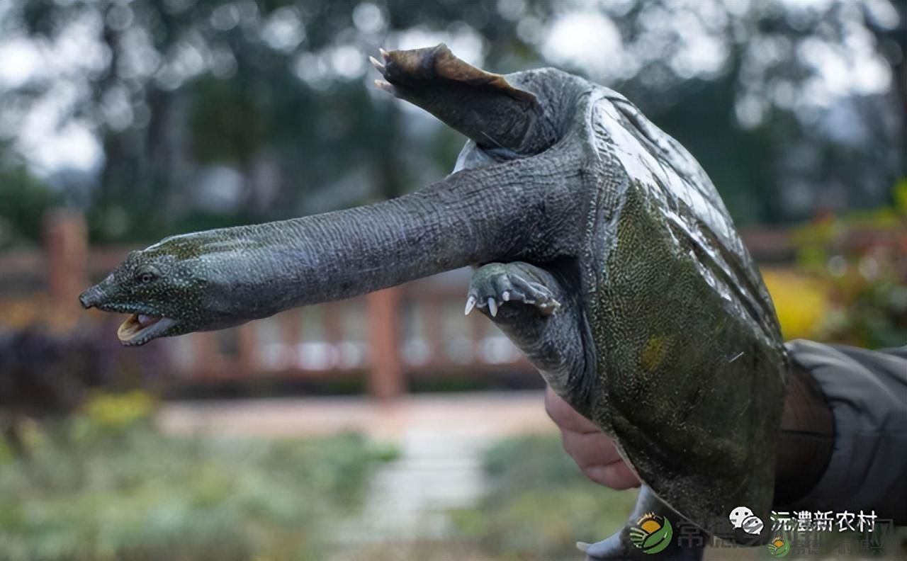 【红火大年 玩转常德】尔滨老铁 小钵子PK铁锅炖,快来常德过年吧(图3) 【红火大年 玩转常德】尔滨老铁 小钵子PK铁锅炖,快来常德过年吧(图3)