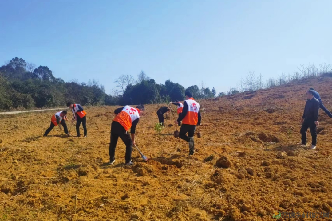 植此青绿 不负自然——常德市自然资源规划系统开展植树活动(图2)