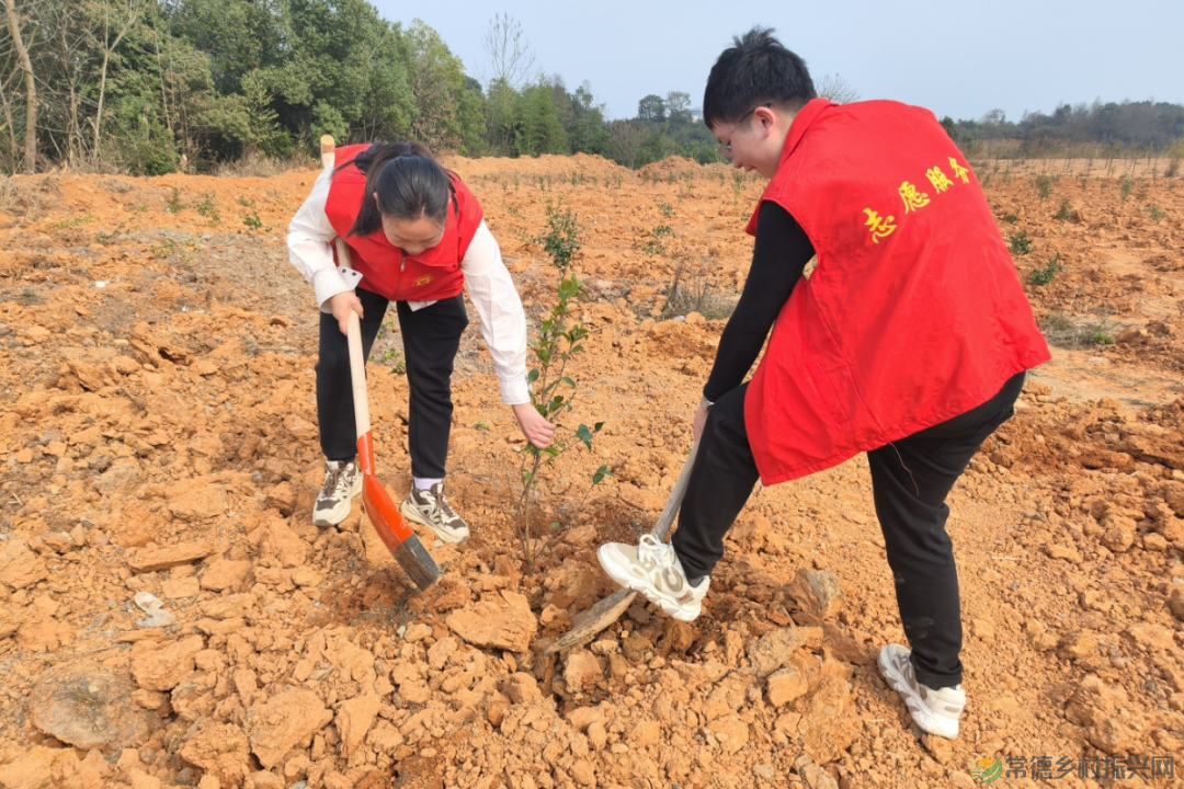 植此青绿 不负自然——常德市自然资源规划系统开展植树活动(图4)