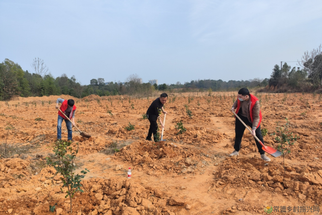 植此青绿 不负自然——常德市自然资源规划系统开展植树活动(图5)